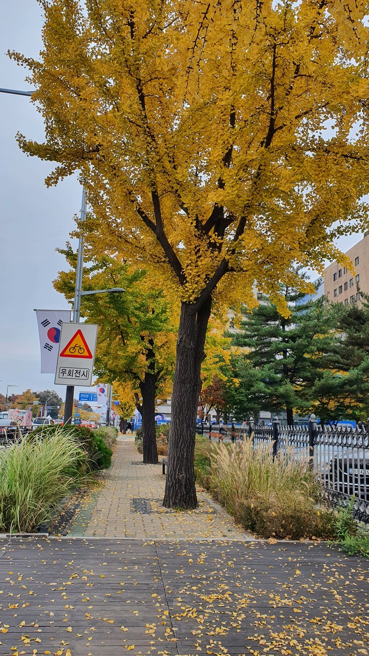 국회의사당 앞 낙엽가로수.